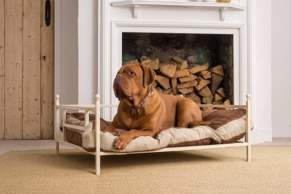 iron dog bed
